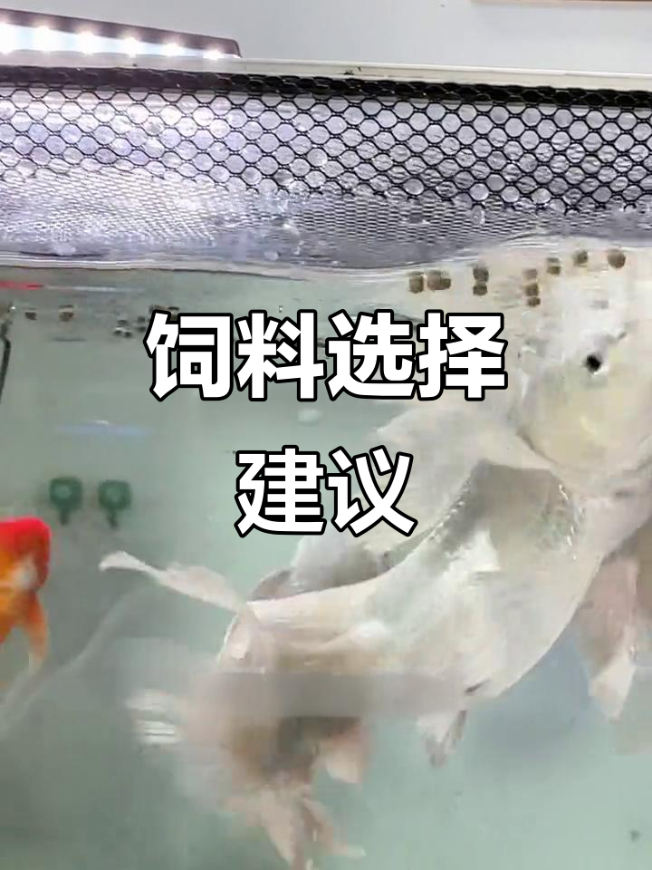 蝴蝶鲤饲料选择，上浮还是下沉？我推荐这款增白鱼粮