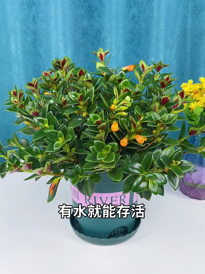 家里什么都不养也要养一盆 又叫金鱼花一年四季常青开花有水就