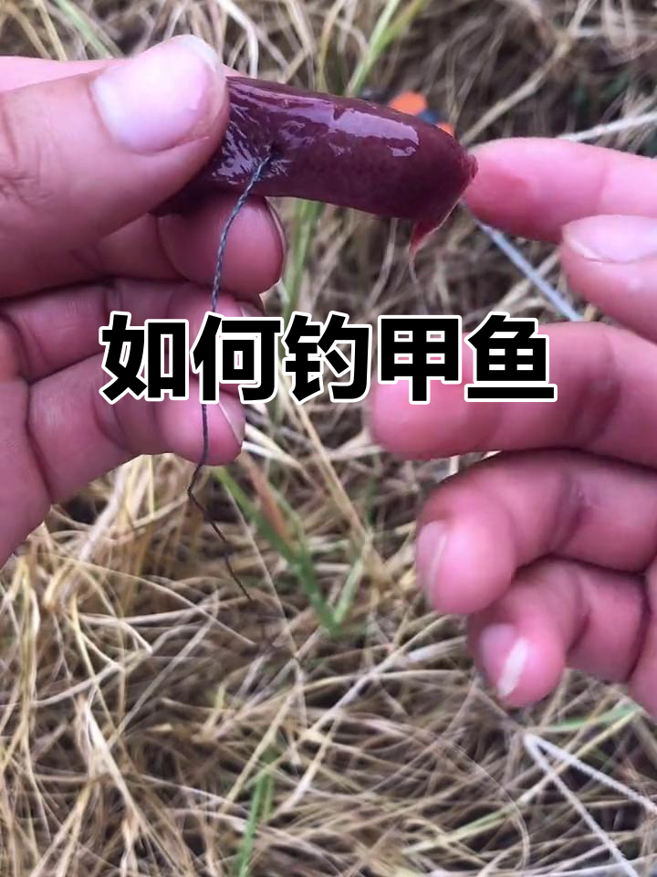 钓甲鱼技巧大揭秘:如何选择钓鱼地点与操作方法