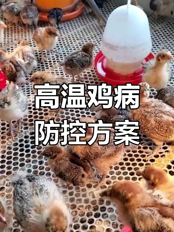 夏季高温鸡病防治全攻略:气囊炎与支原体混合感染治疗技巧