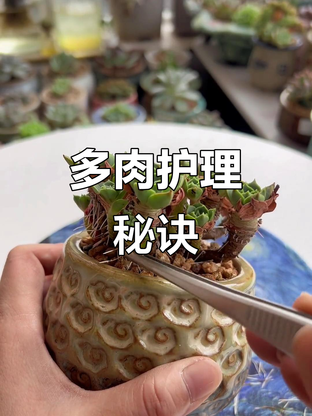 多肉长气根别慌，修剪枯叶后焕然一新，依旧美丽动人