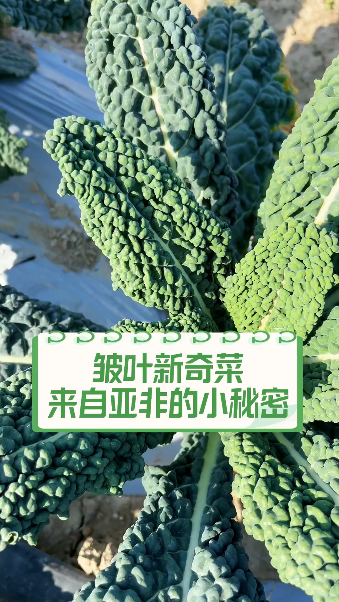 皱叶新奇菜,来自亚非的小秘密