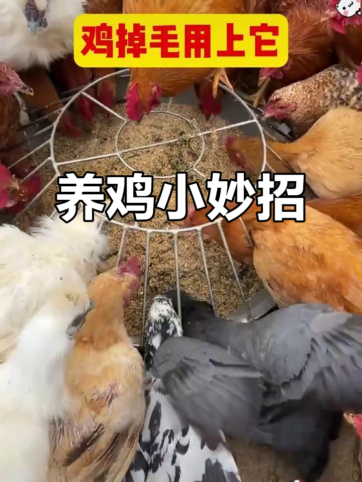 鸡掉毛秃尾?营养缺乏是元凶,试试这个方法快速恢复