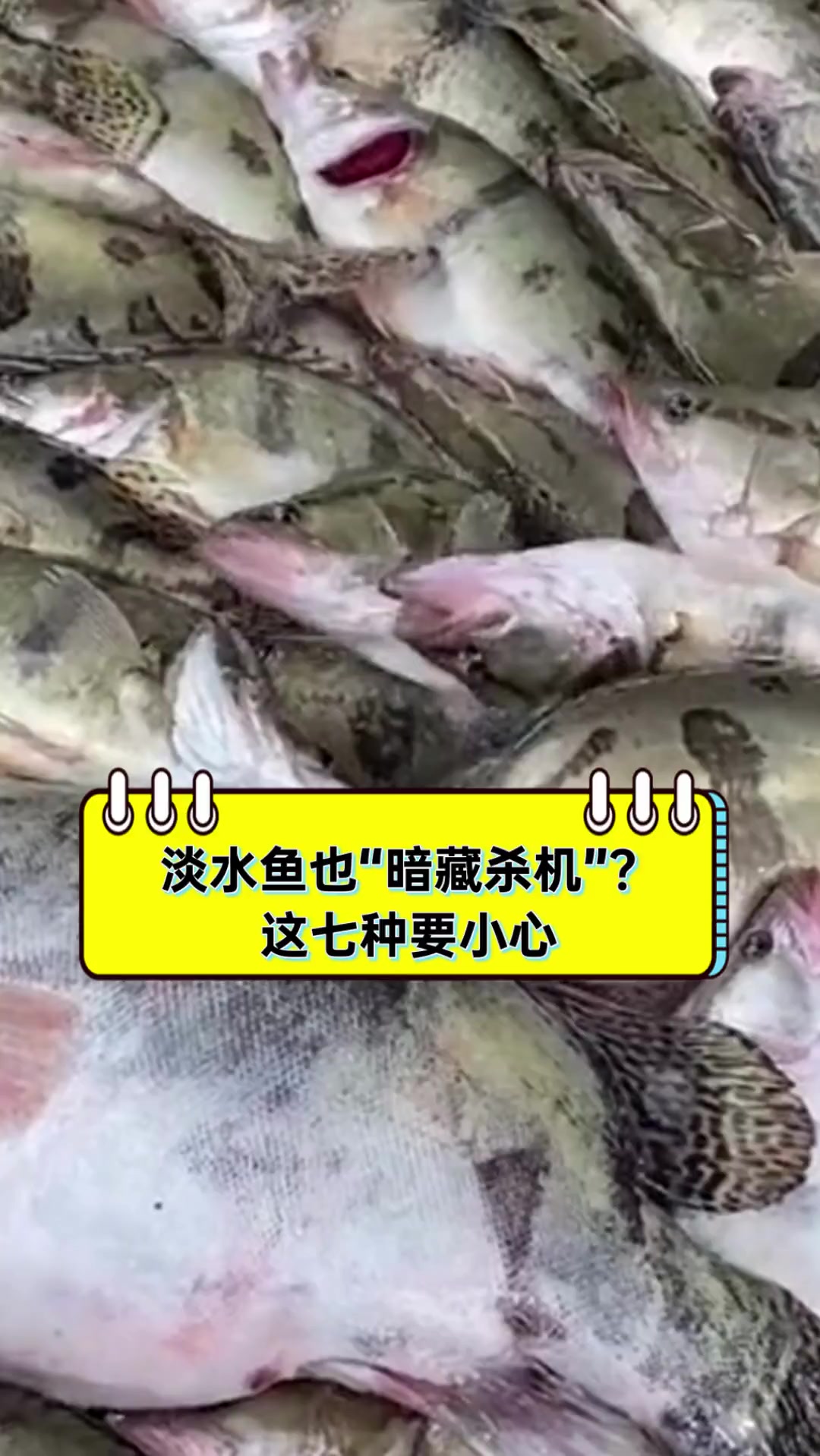 淡水鱼也“暗藏杀机”?这七种要小心