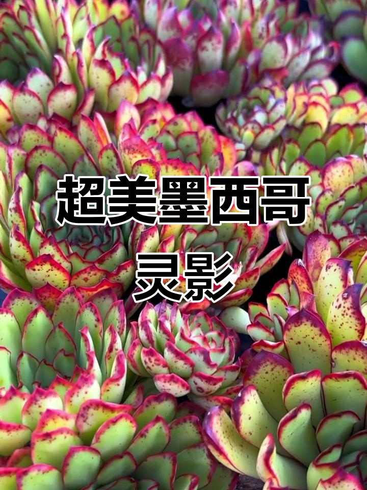 墨西哥灵影多肉,美丽得让人心动!
