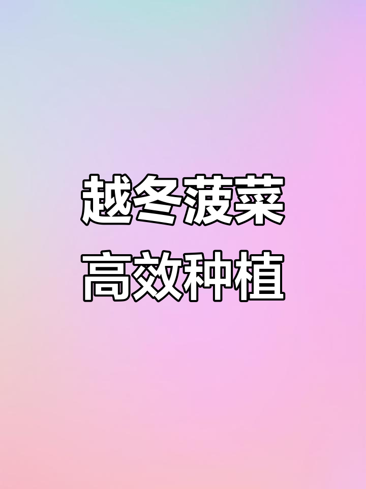 耐寒越冬菠菜,十月份种植最合适,快速发芽生长
