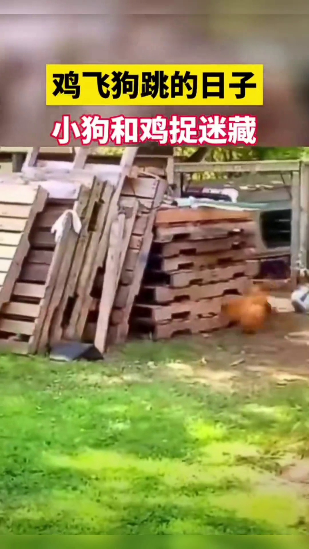 鸡飞狗跳的日子小狗和鸡捉迷藏景谷融媒——第1章