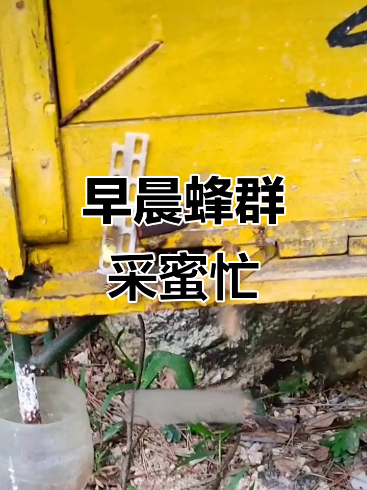 清晨蜜蜂忙碌,鸭脚木花开流蜜的秘密