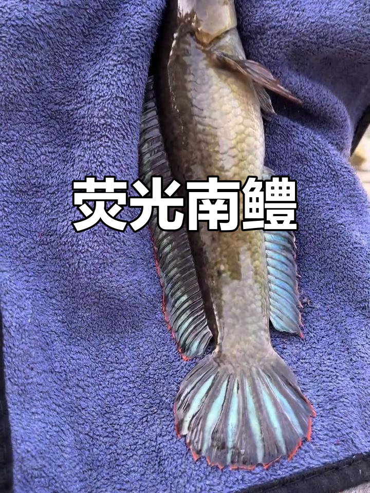 南鳢,荧光蓝鳍的跳缸高手,肉食性强劲