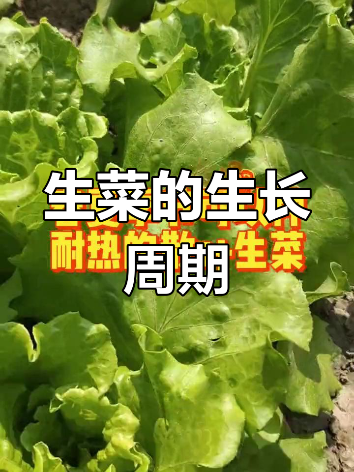生菜四季种植指南