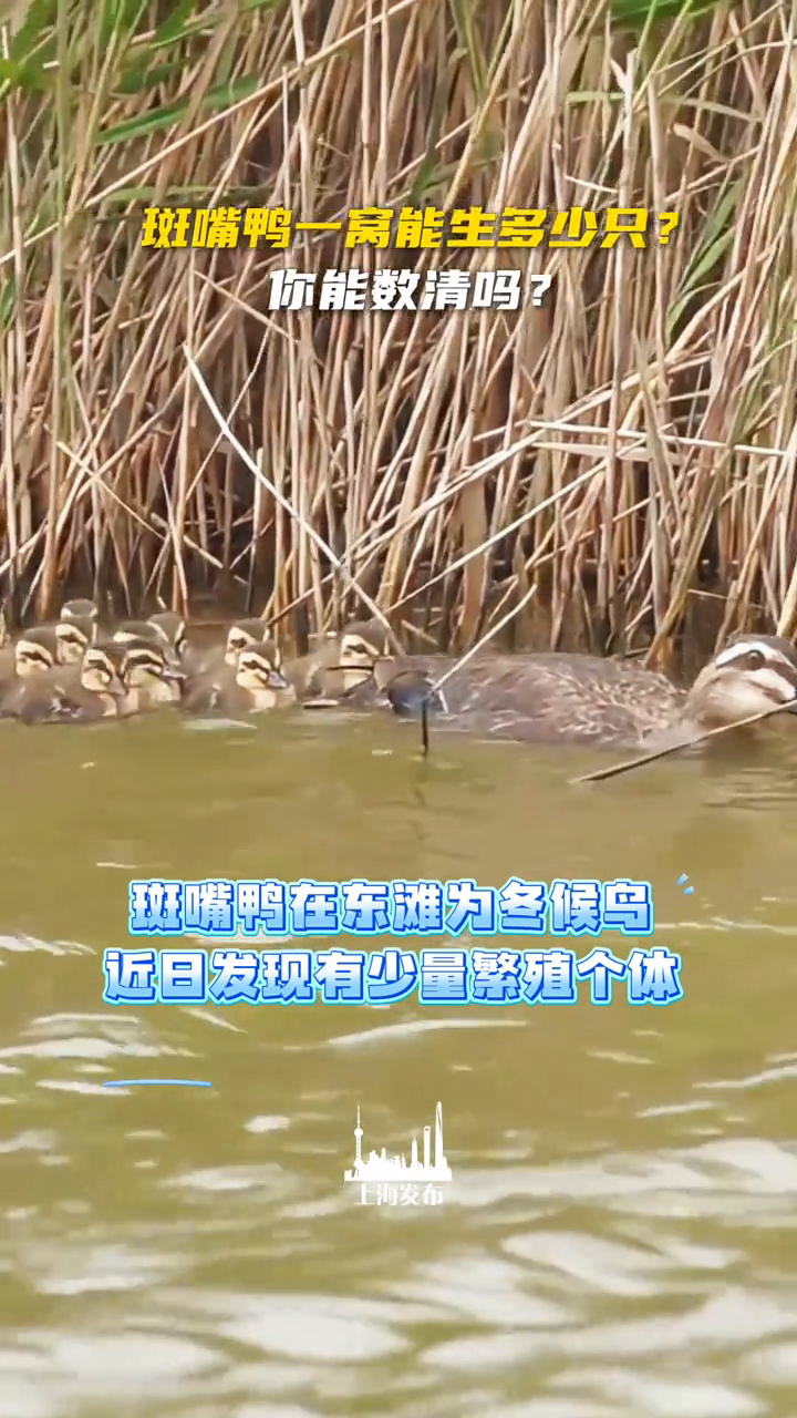 一二三……鸭妈妈身后的小鸭子多到镜头装不下!