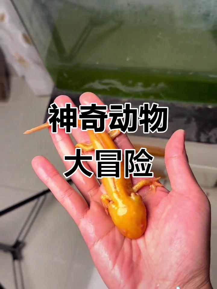 六角恐龙鱼地上乱爬,黑色六角躲藏大作战