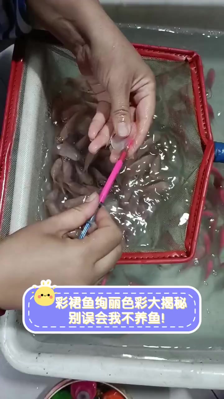 彩裙鱼绚丽色彩大揭秘,别误会我不养鱼!