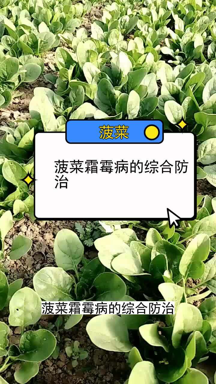 菠菜霜霉病的综合防治 三农种植 农业