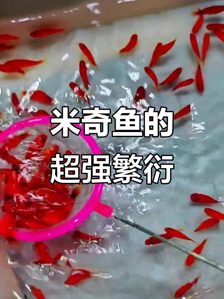 米奇鱼繁殖力惊人,养护简单,无需特殊设备