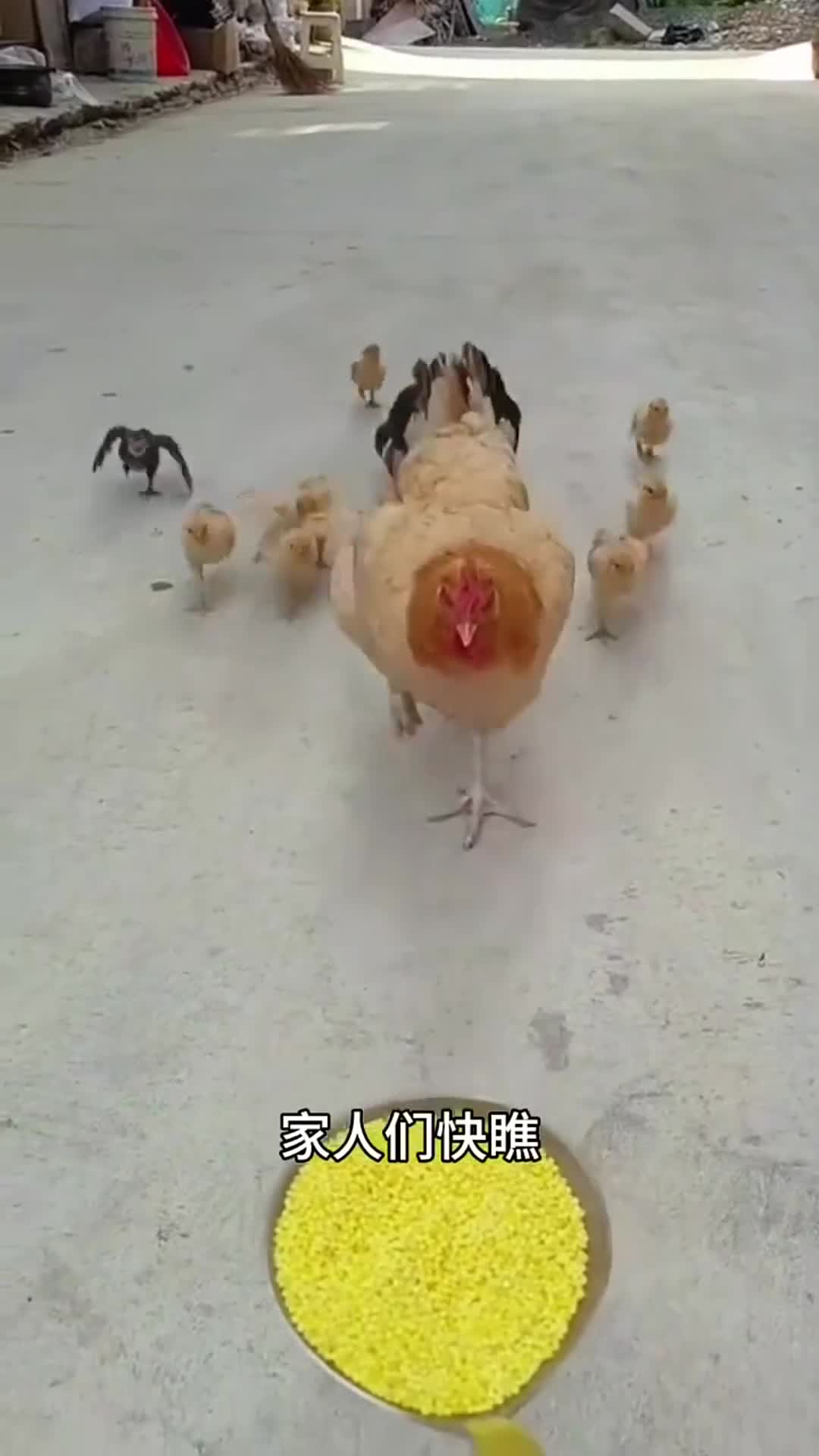 小母鸡带着小鸡