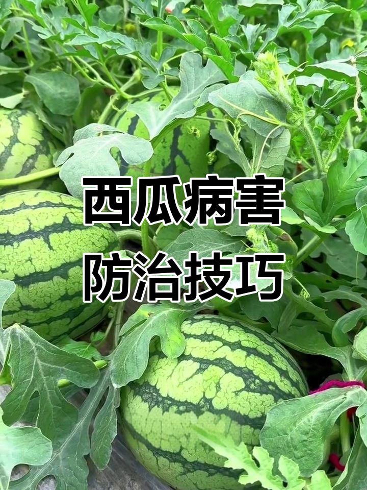 西瓜膨大期常见病害防治全攻略