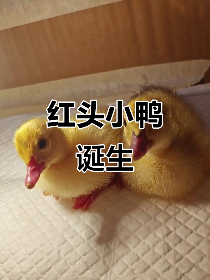 35天等待,红头小鸭破壳而出,孵化过程真不容易!