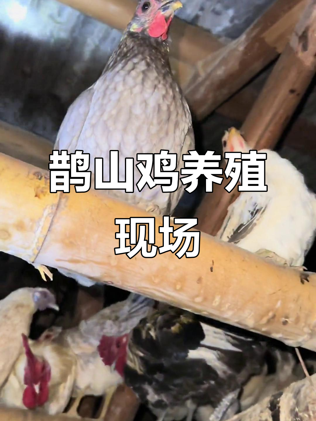 鹊山鸡养殖场,母鸡排满地面,美丽又壮观