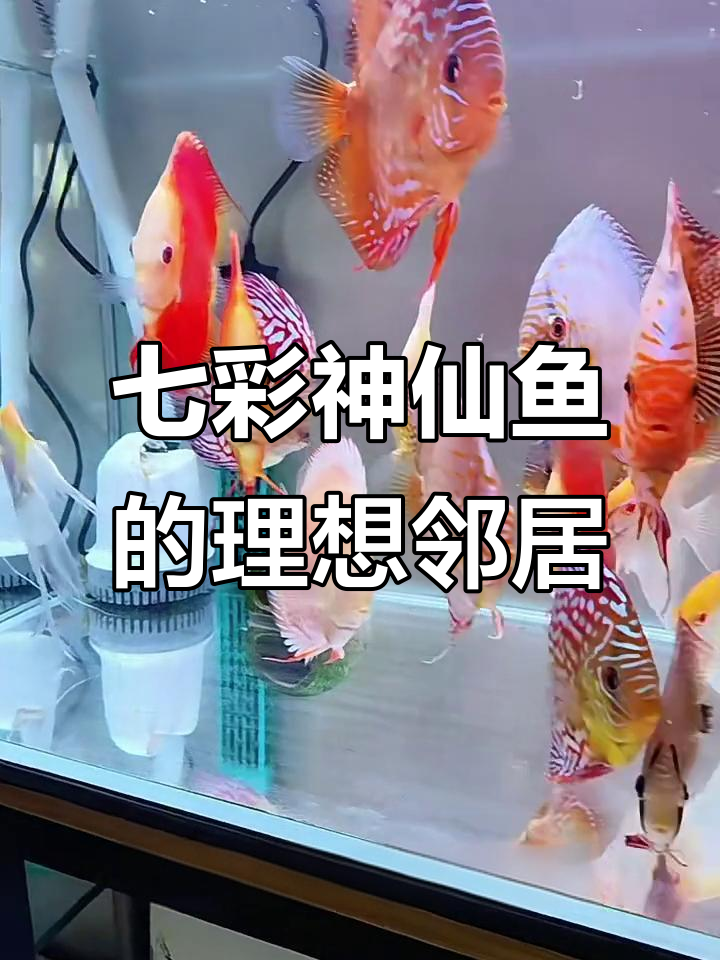 七彩神仙鱼混养指南:哪些伙伴最适合它?