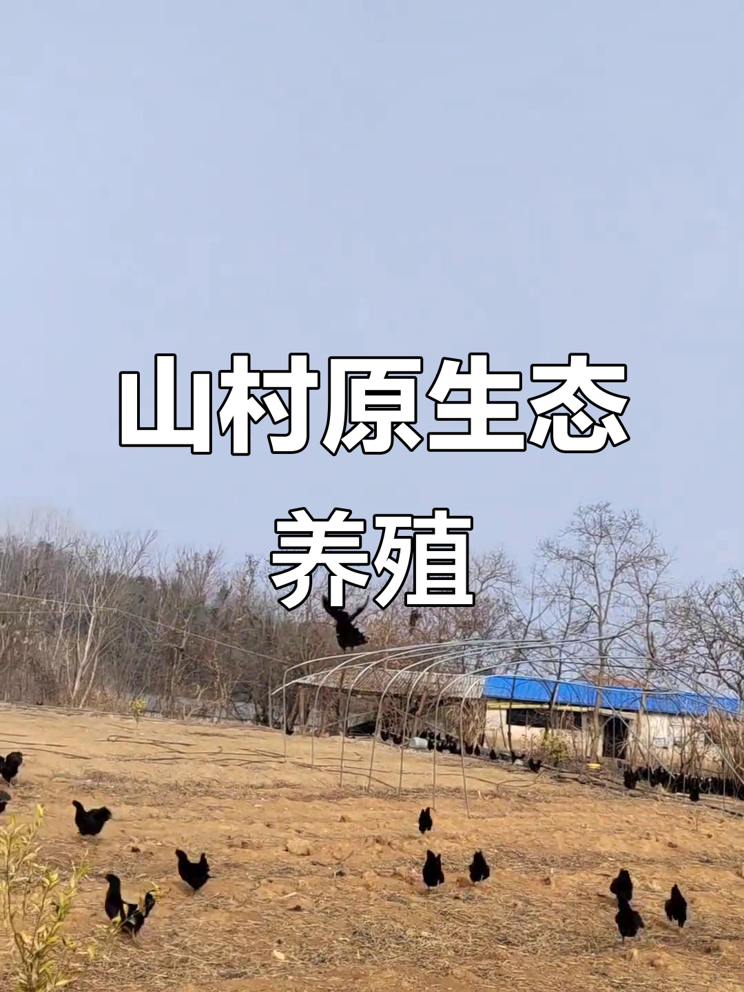 王岗村散养土鸡,山林放养的乌黑鸡与黄桃园的和谐共生