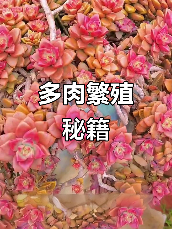 十二种多肉，轻松繁殖成一片！