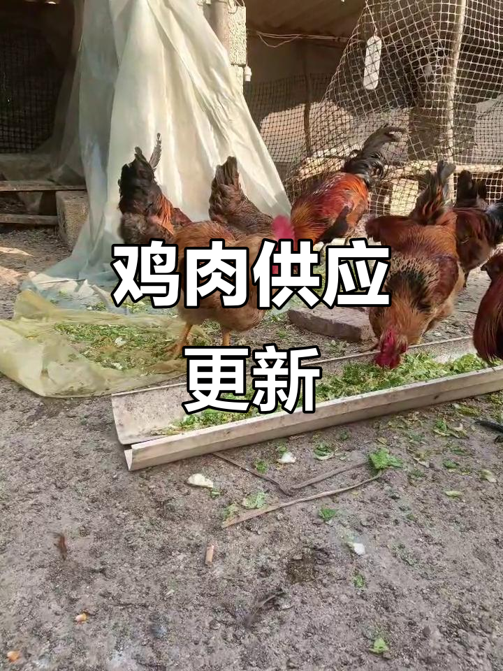 大黄脚鸡、腺鸡应有尽有,清明后公鸡才可售