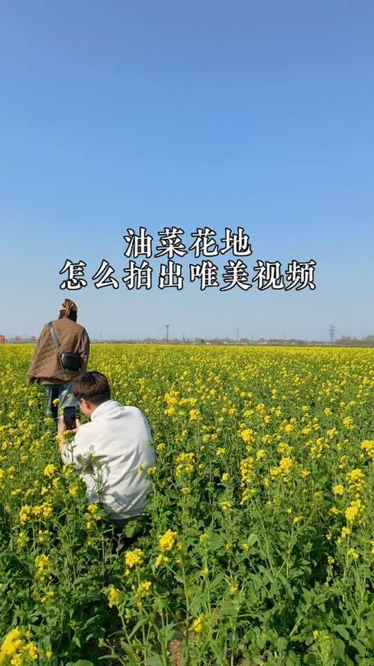 油菜花地一个镜头拍出唯美视频 手机摄影 手机短视频拍摄教学 油菜花 原创视频 春暖花开奔你