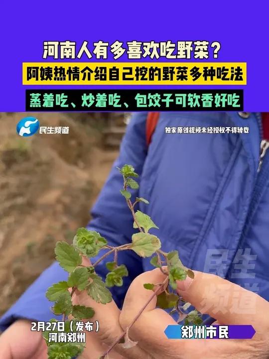 2月27日(发布)河南郑州,河南人有多喜欢吃野菜?阿姨热情介绍自己挖的野菜多种吃法,蒸着吃