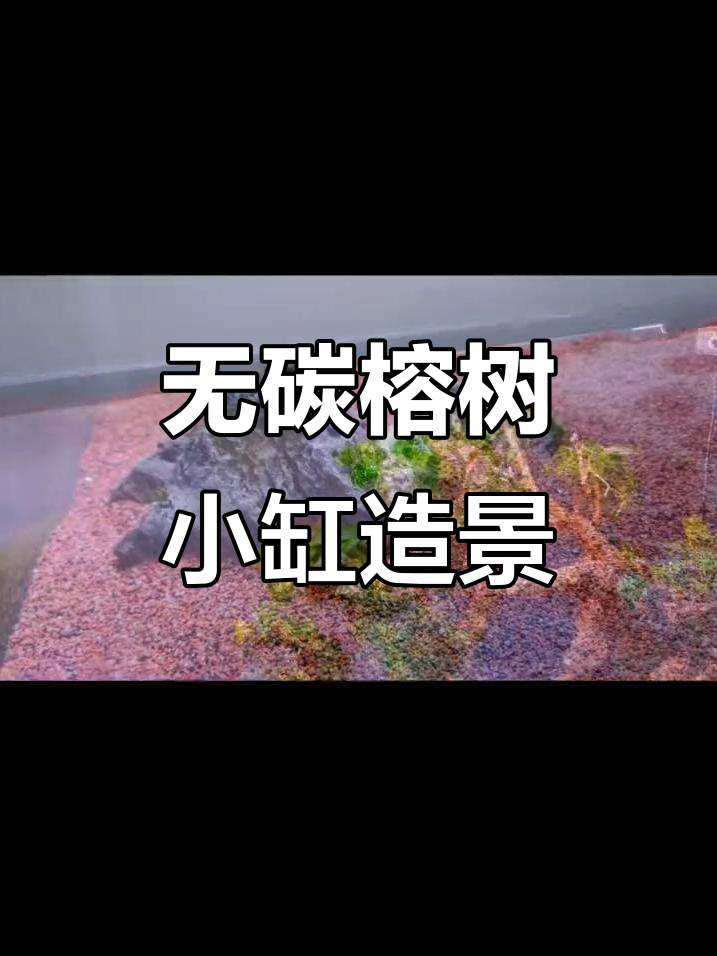 打造无碳榕树生命之树,南美缸造景完美呈现