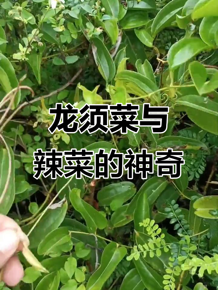 辣菜、龙爪菜,专治腰酸背痛,口感超赞!