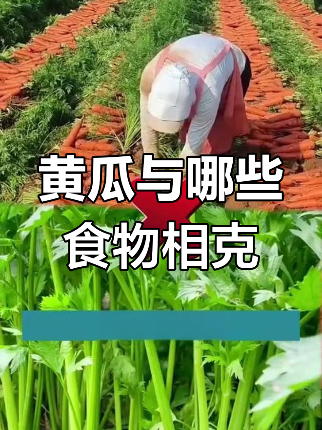 蔬菜种植禁忌:这些组合不宜同行