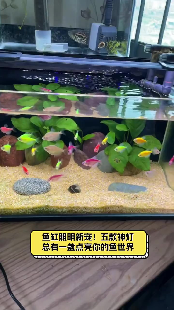 鱼缸照明新宠!五款神灯,总有一盏点亮你的鱼世界