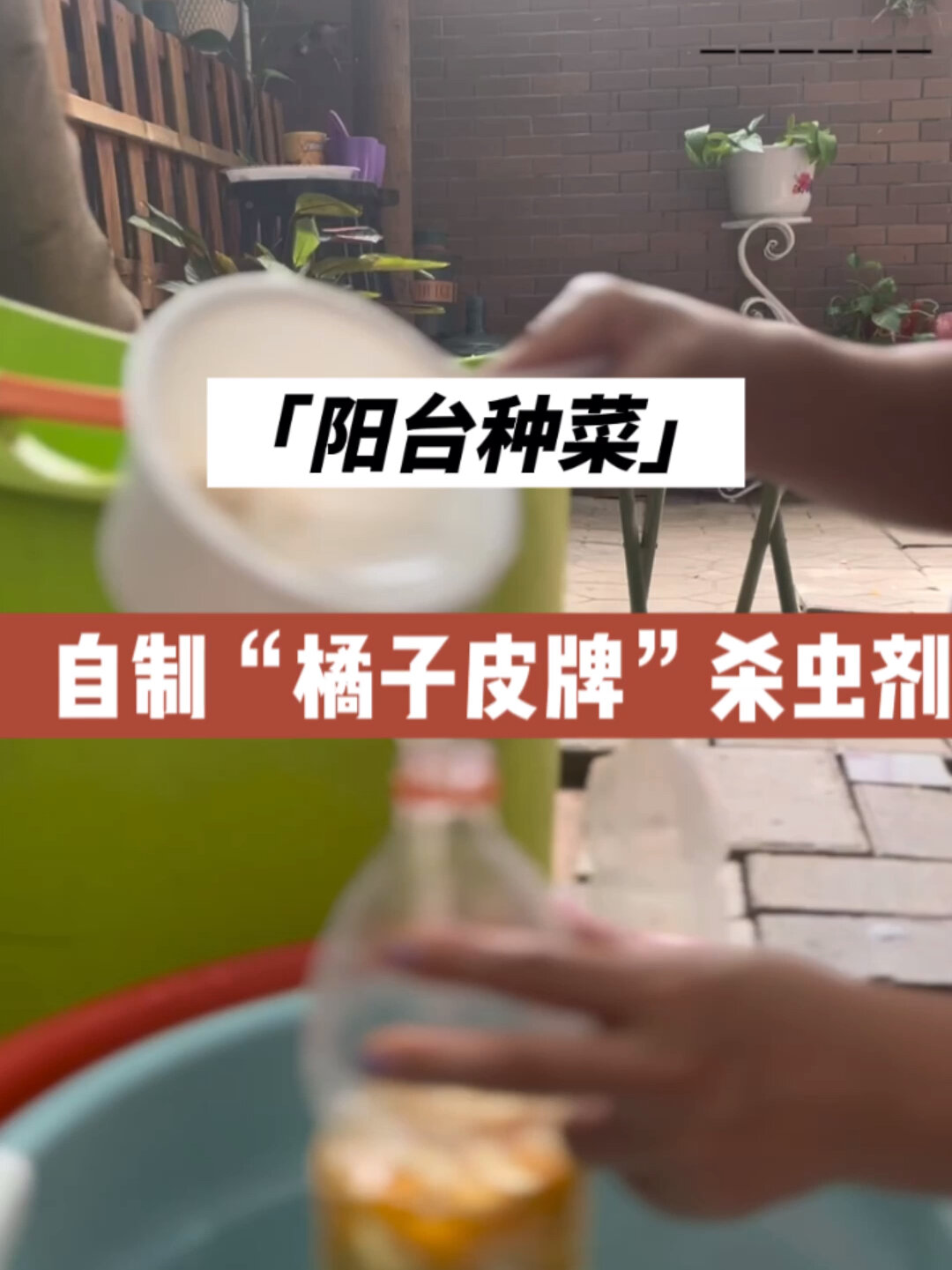 阳台种菜:自制“橘子皮牌”杀虫剂