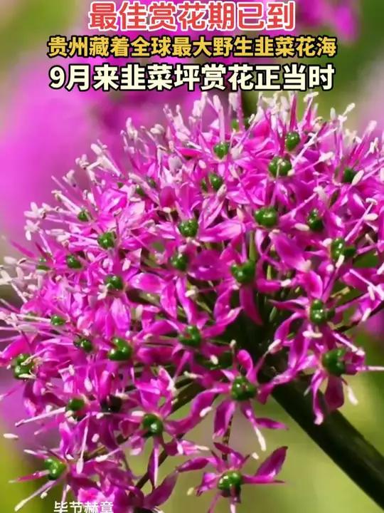 最佳赏花期已到!野生韭菜花海已到盛花期,一起奔赴花海