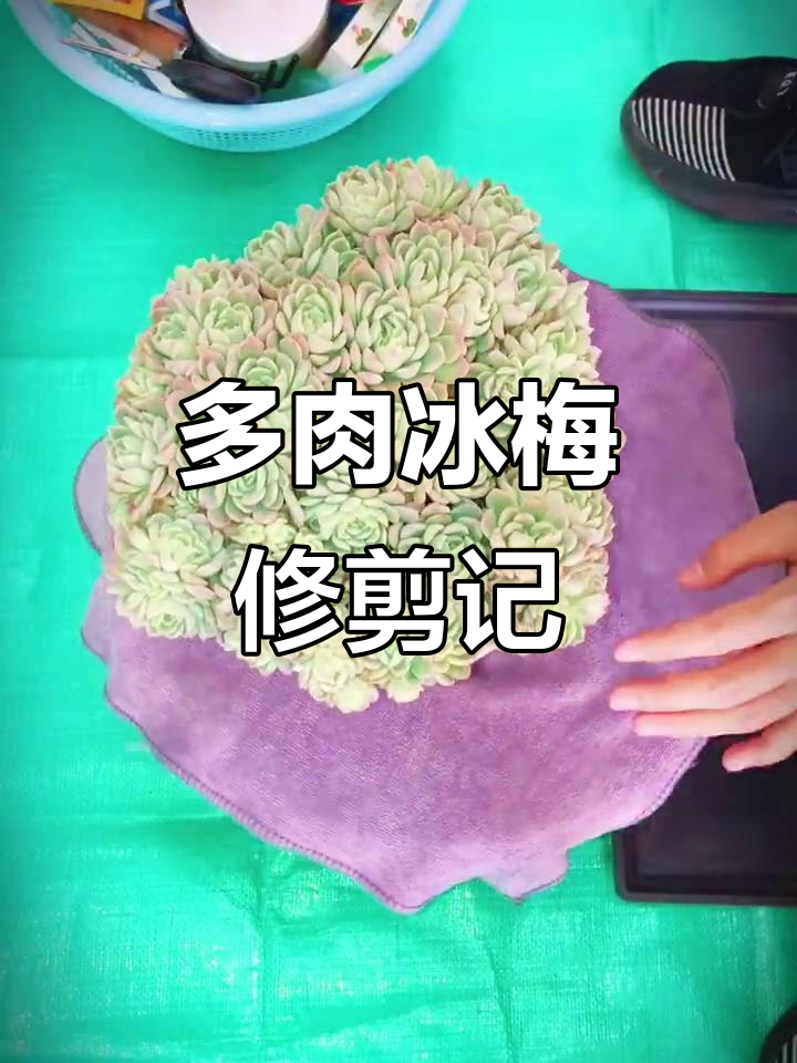 修根脱土大作战:手捧花造型多肉冰梅的清理与重塑
