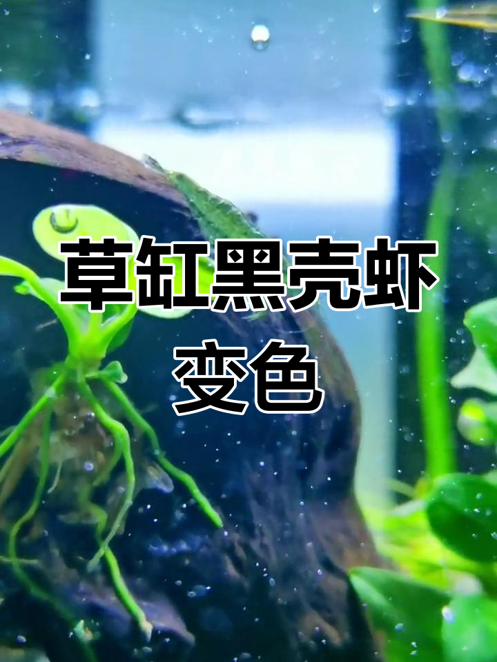 黑壳虾变绿,竟是吃了藻类?