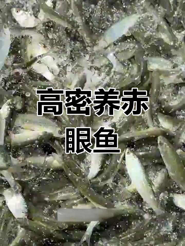 赤眼鱼高密度养殖,震撼来袭!