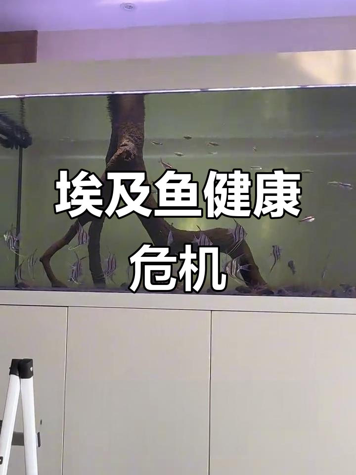 埃及鱼状态不佳,轻微夹尾,及时用药观察