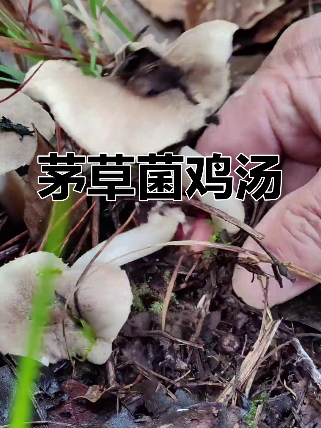 茅草菌炖鸡,适合大肚女性,滋补又美味!