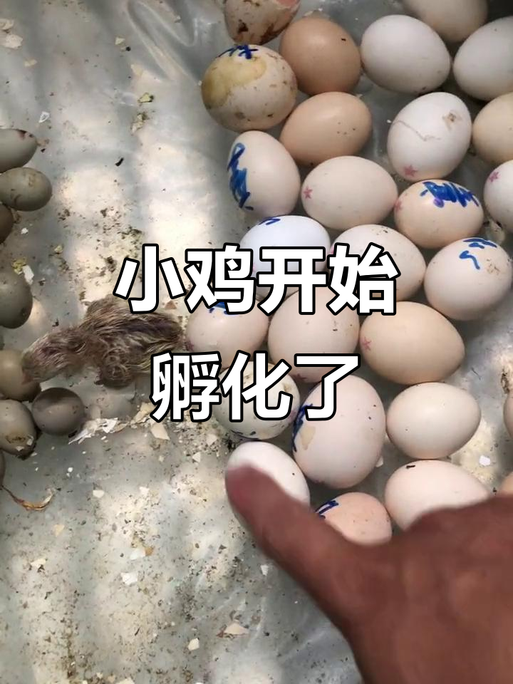 塞拉玛多河观赏鸡孵化,宫廷元宝也出壳了