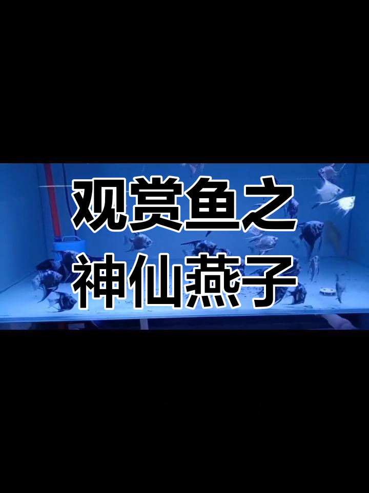 神仙鱼:燕子的化身