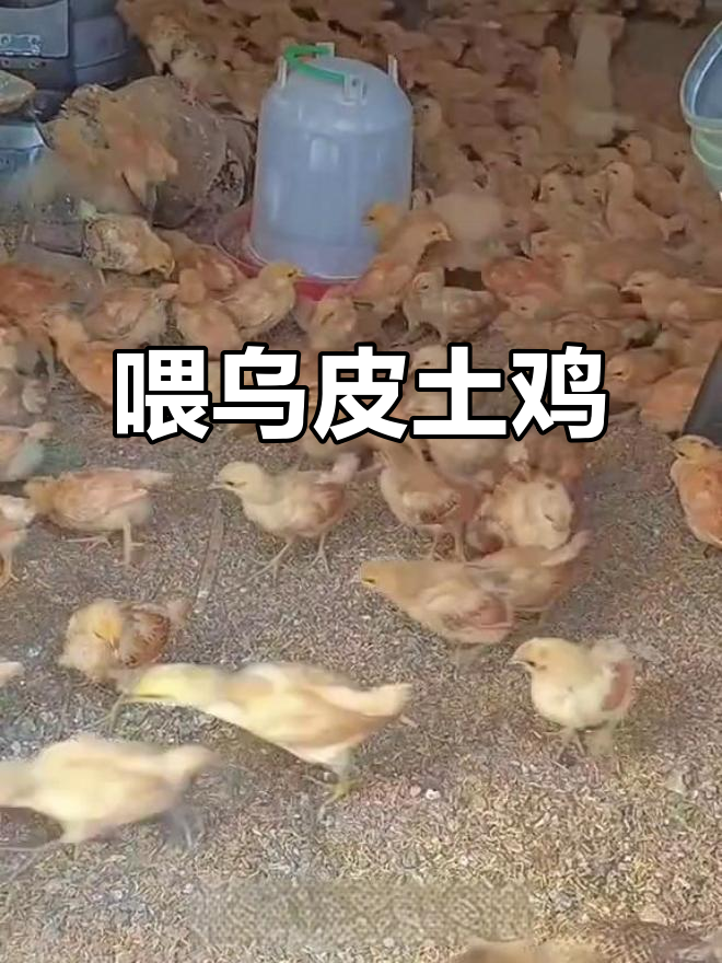乌皮土鸡苗喂食日常，三农生活趣事