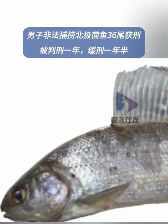男子非法捕捞北极茴鱼36尾被判 8月1日,记者从中国裁判文书网获悉,新疆乌鲁木齐铁路运输法