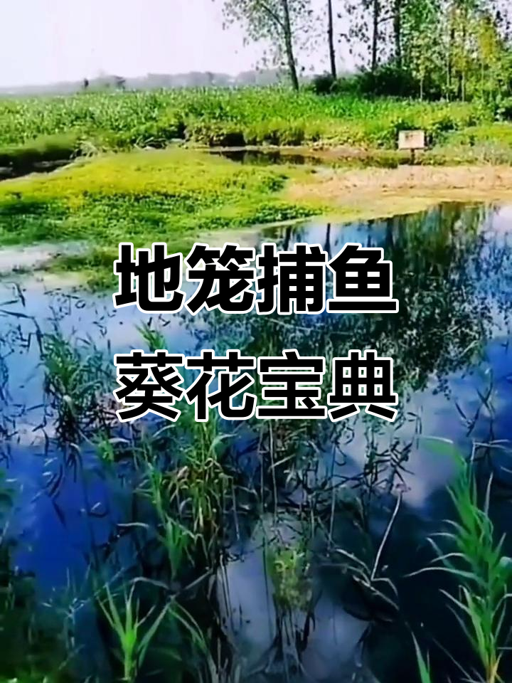 捕鱼秘籍大揭秘:地笼网放法与技巧全解