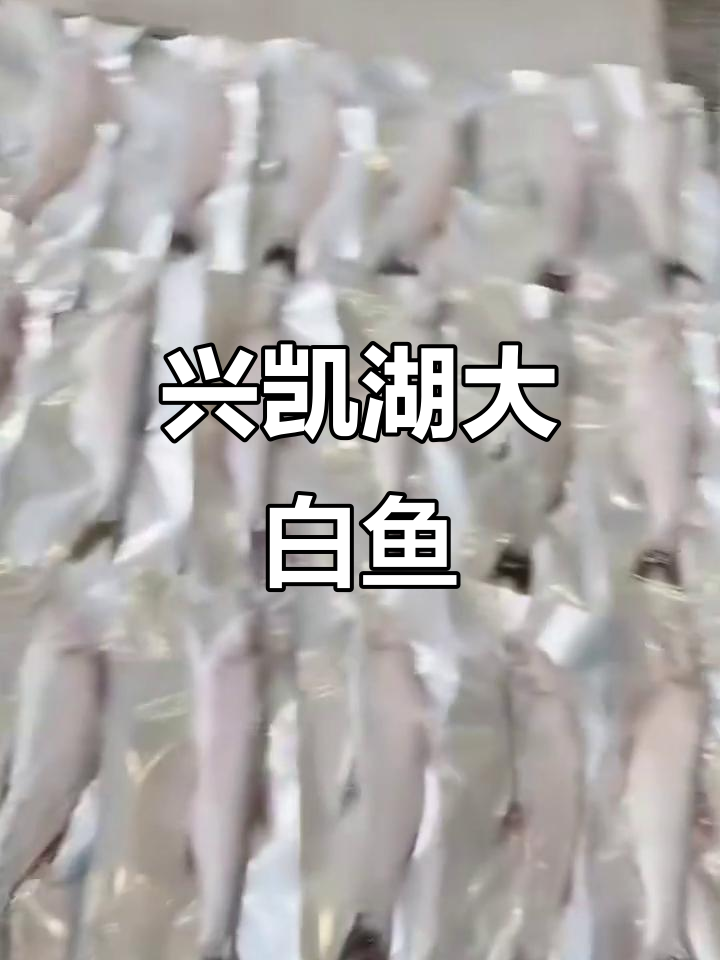 兴凯湖大白鱼,美味又惊艳!