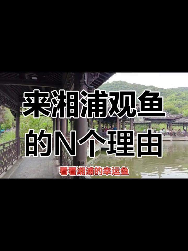 湘湖的幸运鱼与相亲故事