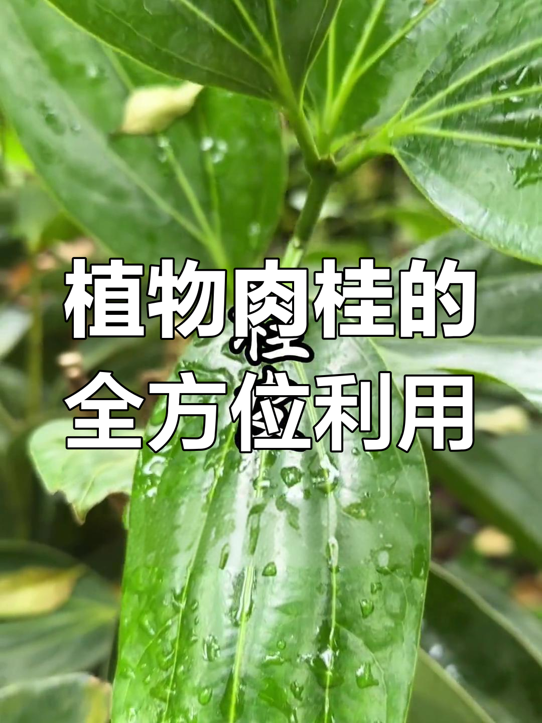 肉桂:从叶子到树皮,全身都是宝