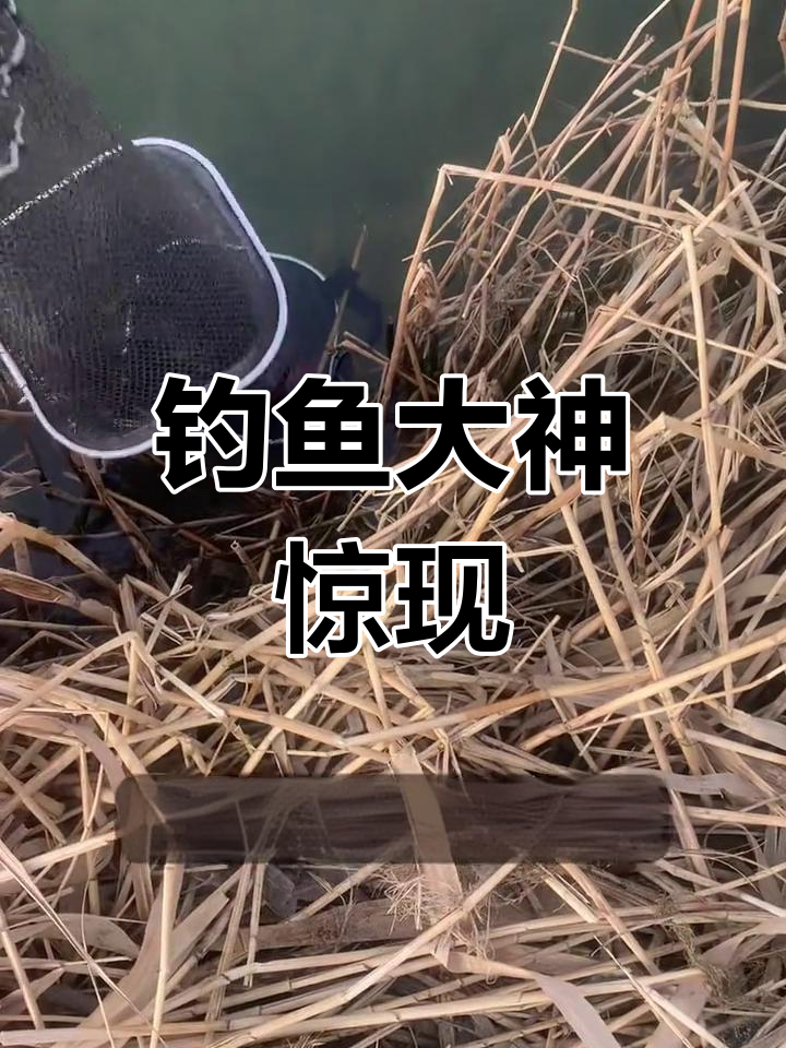 “钓鱼高手现身,一钓惊人!超大红金鱼跃出水面!”