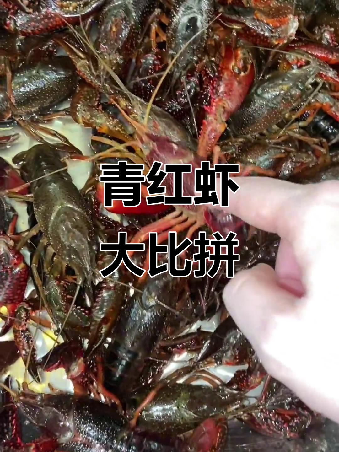 红虾与青虾的区别,哪个更漂亮?